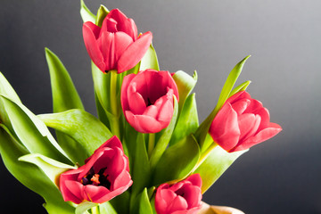 Beautiful bouquet of red tulips in a paper bag over a dark background