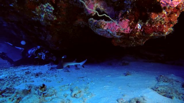 Underwater photographer shooting shark emerging from the cave. Whitetip reef shark - Triaenodon obesus, Indian Ocean, Maldives
