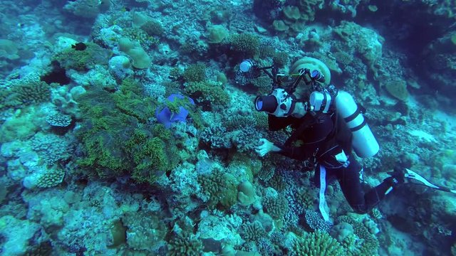 Underwater photographer shooting  clownfish on anemone. Maldive anemonefish - Amphiprion nigripes, Indian Ocean, Maldives
