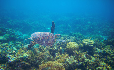 Naklejka premium Sea turtle in tropical seawater. Green sea turtle closeup. Wildlife of tropical coral reef.