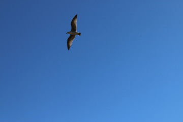 bird in the sky