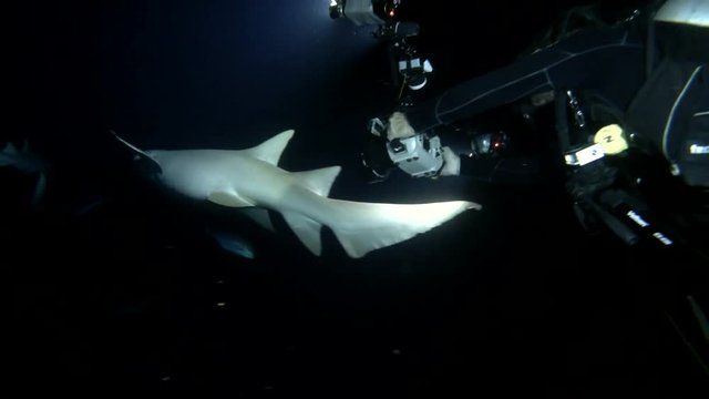 Underwater photographer shooting pack of nurse shark in the night. Giant sleepy shark or Tawny nurse shark - Nebrius ferrugineus, Indian Ocean, Maldives
