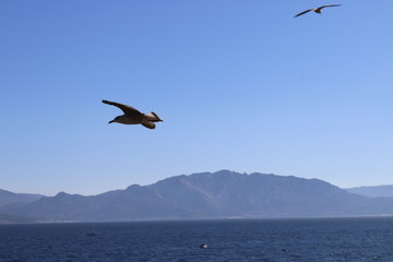 Fototapeta na wymiar seagulls over the sea