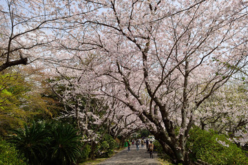 Fototapeta na wymiar 杵築城山公園の桜