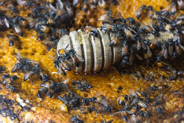 closeup of bees on honeycomb and Wooden dipper from nature
