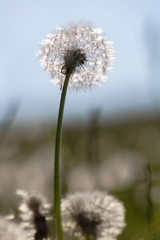 dandelion seed in springtime meadow