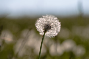 dandelion seed in springtime meadow