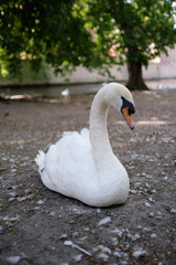 Swan in Bruges, Belgium