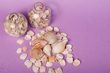 conchas marinhas no fundo lilás