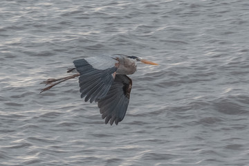 Blue heron in fight