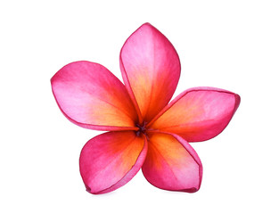 single red frangipani isolated white background © boonchuay1970
