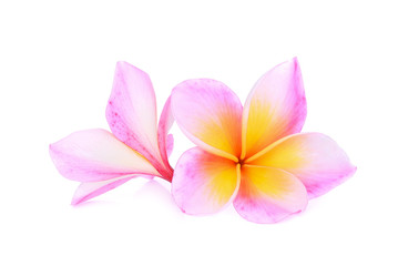 Obraz na płótnie Canvas pink frangipani flower isolated white background