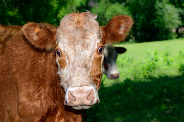 Hereford Cow Staring Expressively with surprised expression