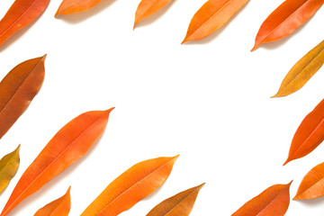 Plant leaves frame set on white background, Orange tone color