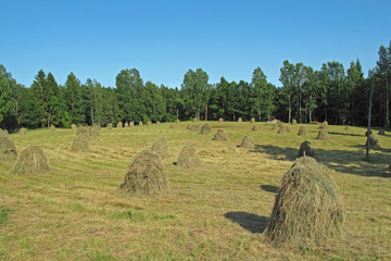 Field with haystacks and forest in the background, rural landscape, Sweden, Europe