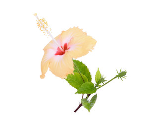 yellow hibiscus or chaba flower with green leaves isolated on white background