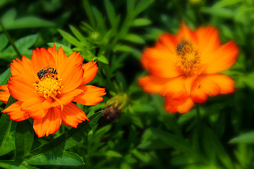The orange flower garden and the bee eat pollen at the park.