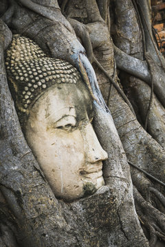 The root around the head of buddha at wat mahathat temple,AYUTTHAYA THAILAND.