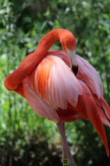 Flamingo Cleaning