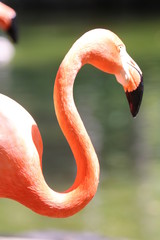 Flamingo in 