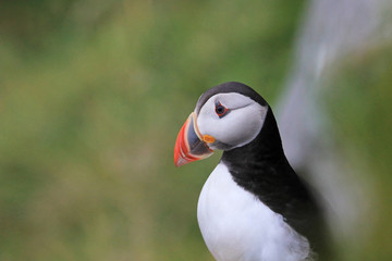 Atlantic Puffin, fratercula arctica, Runde Island Norway Europe