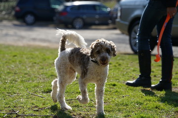 Fototapeta premium Sun Dog