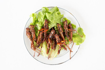 Top view of Fried insects in dish on white background