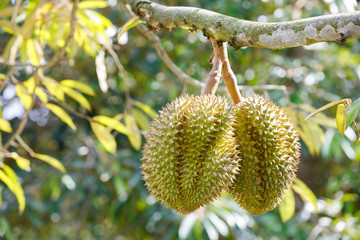 Durian fruit on tree
