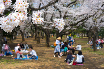 Obraz na płótnie Canvas Yoyogi Park ( Yoyogi kōen) is a park in Shibuya,Tokyo, Japan.Yoyogi Park is popular for Cherry Blossom viewing and picnics.