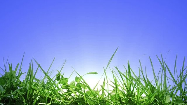 green grass and sunrise with sun beams behind the grass. copy space for your text at the clear blye sky.