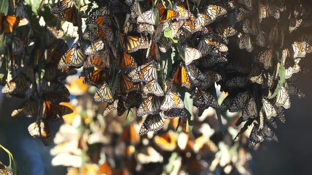 Monarch Butterflies Migration