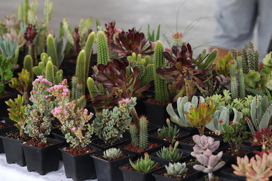 Cactaceas Mexicanas