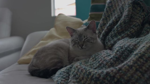 Portrait of a cute white cat/kitten laying on a couch and blankets and pillows in 4k UHD.