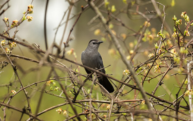 Catbird