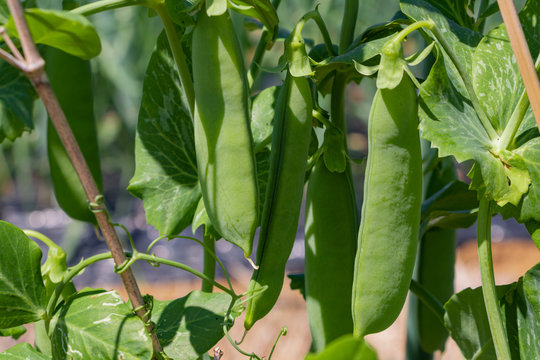 絹さやエンドウの畑 Images Browse 24 Stock Photos Vectors And Video Adobe Stock