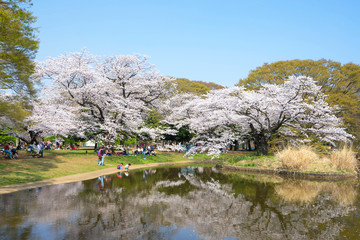 Tokyo, Japan - April 2, 2018 :Yoyogi Park( Yoyogi kōen) is a park in Shibuya,Tokyo, Japan.Yoyogi Park is popular for Cherry Blossom viewing and picnics.