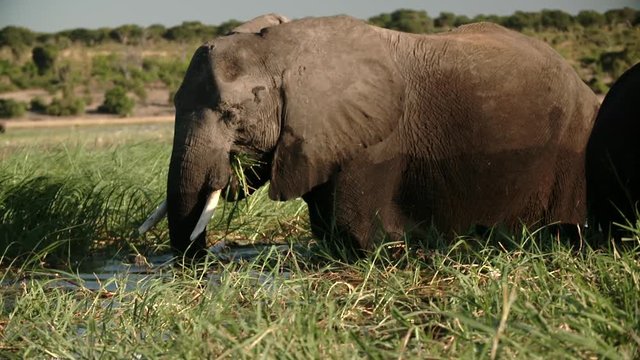high speed/slow motion shots of elephants in africa