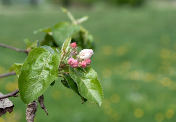 Wiosna na Podlasiu © podlaski49