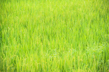 Rice field receives light from the sun.