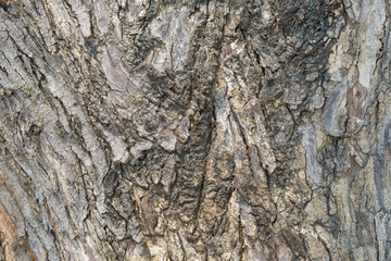 Old cracked wood grain texture background