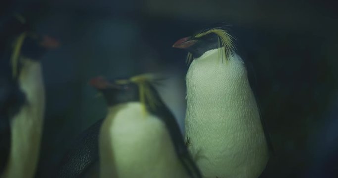 Crested penguins