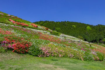 静岡県熱海市姫野沢公園のつつじと鯉のぼり