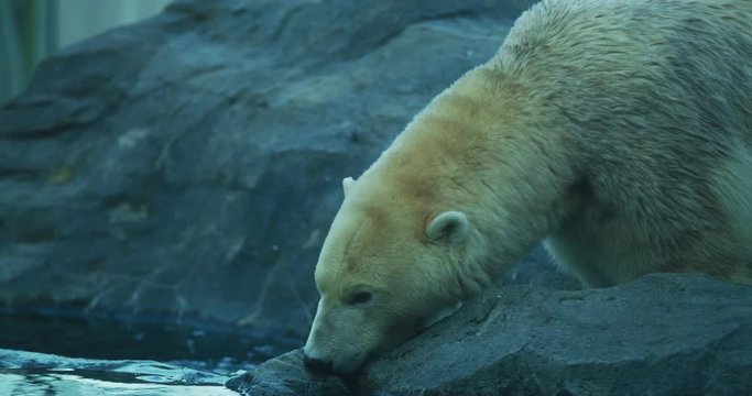 Polar bear