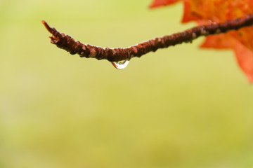 drops of water suspended from the branch of the tree
