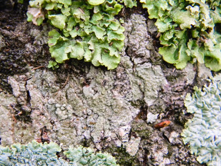 texture of bark of trunk with mushrooms mold