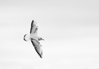 Möwe