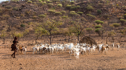 Fototapeta na wymiar troupeau de chèvres