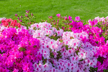 Naklejka premium つつじの咲き乱れる公園