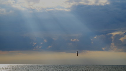 An image of a bird flying over the sea.