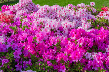 つつじの咲き乱れる公園